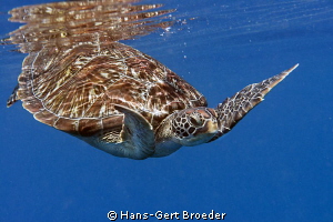 Green turtle
Bunaken,Sulawesi,Indonesia, Bunaken Islands
 by Hans-Gert Broeder 